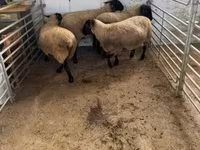 Sheep, White Suffolk sheep — photo 3