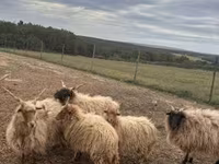 كبش, Racka sheep — الصورة 2