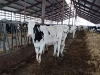 Tehén, Yaroslavl cattle — 2. fotó