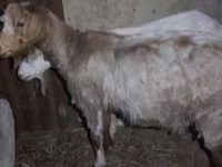 Cabro, Cabras — foto 3