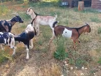 Billy Goat, Nubian Goat — photo 4