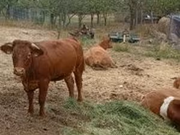 Bika, Limousin tehén — Magyarország