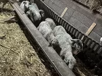 母羊, Sheep — 照片 3