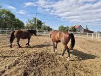 公马, Horses — 照片 6