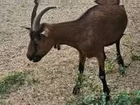 母山羊, Alpine goat — 照片 5