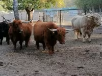 Vaca, Highland — foto 1