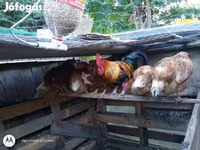 Chickens — الصورة 2