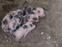 Schweine (Partie, Geschlecht nicht angegeben), Schweine — Foto 1