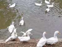 Chickens — फ़ोटो 3