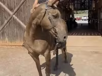 घोड़ी, Kentucky mountain daddle horse — फ़ोटो 5