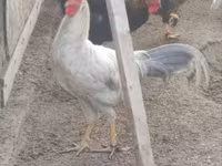 Chickens — foto 2