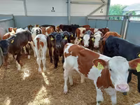 Szarvasmarha (tétel, nem megadva), Holstein fajta — 1. fotó