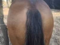 Cheval, Chevaux — photo 3