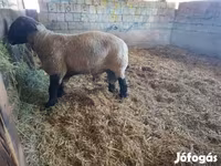 Juh, White Suffolk sheep — 5. fotó