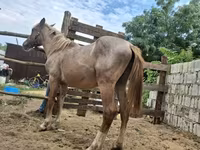 公马, Horses — 照片 2