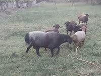 Beran, Edilbay sheep — foto 5