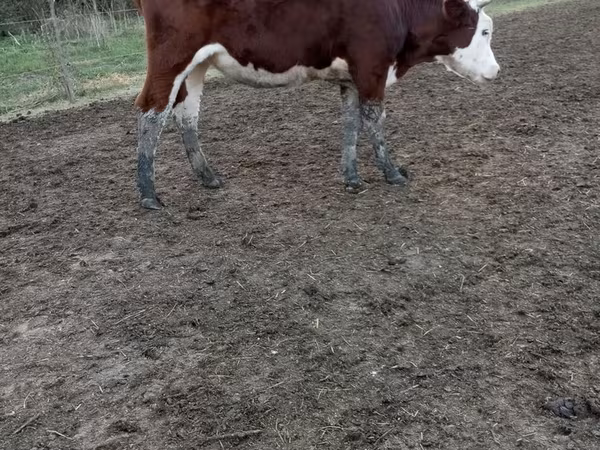 Vaca, Simmental cattle