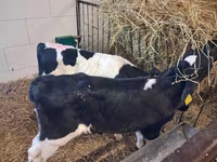 Bika, Simmental cattle — 7. fotó