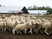 Kos, Suffolk sheep — 2. fotó