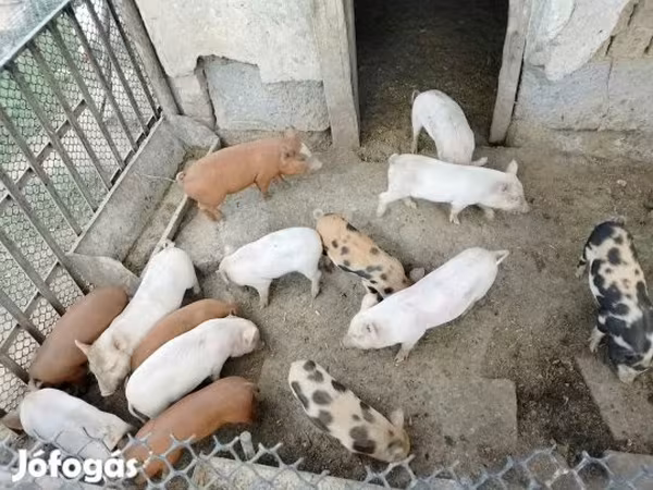 Pigs (batch, sex not specified),  — Hungary
