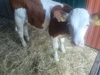 公牛, Simmental cattle — 照片 2