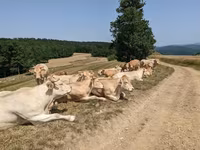 Tehén, Blonde d’Aquitane cattle — 3. fotó