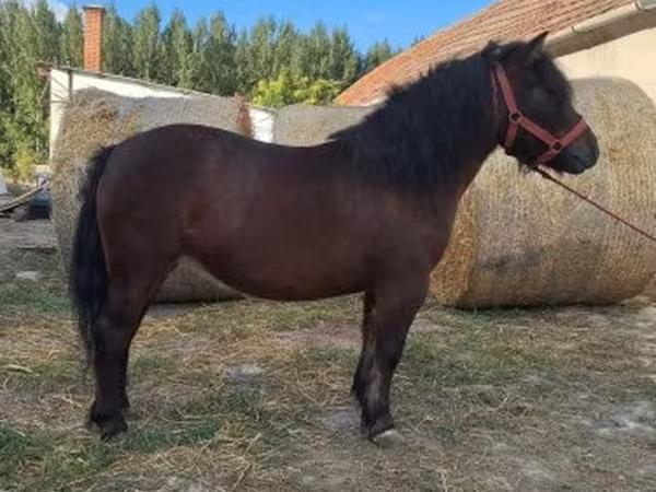 Mare, Horses
