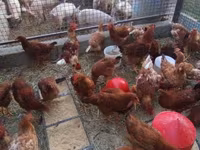 Chickens — photo 4