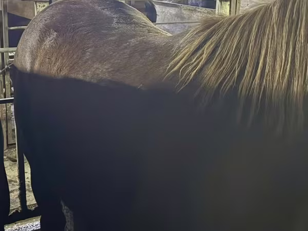 公马, Horses