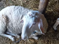 Kos, Awassi sheep — 4. fotó