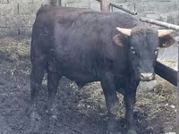 ثور, Simmental cattle — الصورة 4