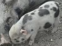 Verro, Гёттингенский минипиг — foto 4