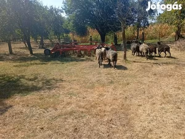 كبش, Racka sheep — هنغاريا