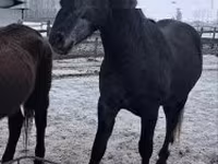 公马, Lipizzaner — 照片 3