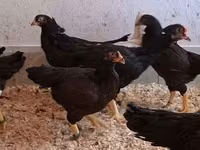 Chickens — photo 6