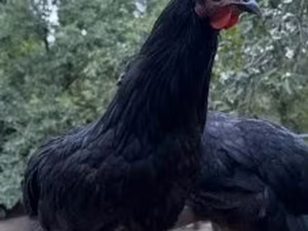 Australorp — Ungarn