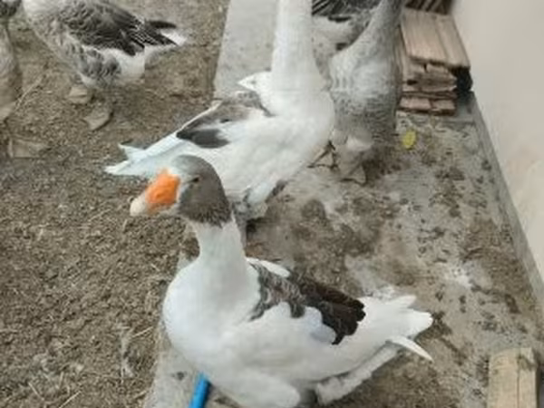 Graue und graugescheckte dänische Gans — Ungarn