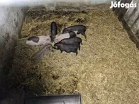 Säue, Schweine — Foto 2