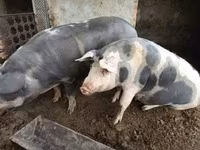 Boar, Pigs — photo 4