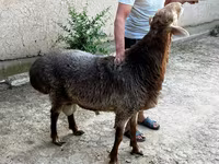 Juhok (tétel, nem megadva), Juhok — 5. fotó