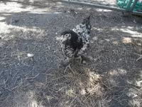 Chickens — foto 5