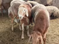 كبش, الأغنام — الصورة 3