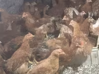 Chickens — फ़ोटो 4