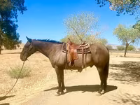 Hing, Quarter Horse — 4. fotó