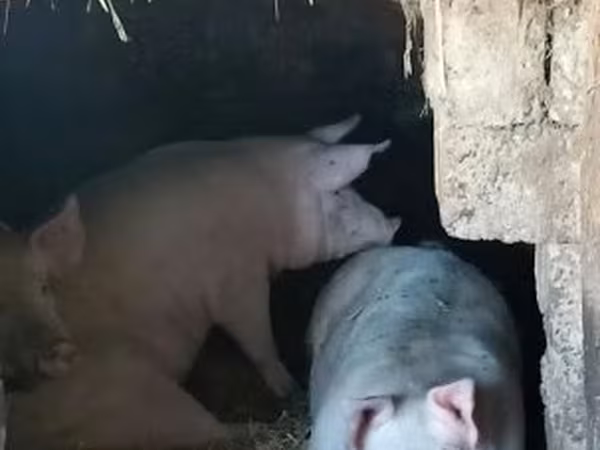 Boar, Pigs — Hungary