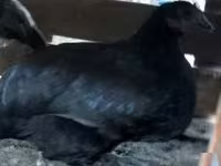 Chickens — photo 2