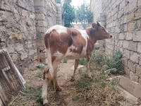 Krava, Simmental cattle — foto 2
