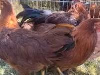 Chickens — 2. fotó