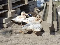Ducks — الصورة 1