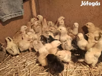 Chickens — foto 2
